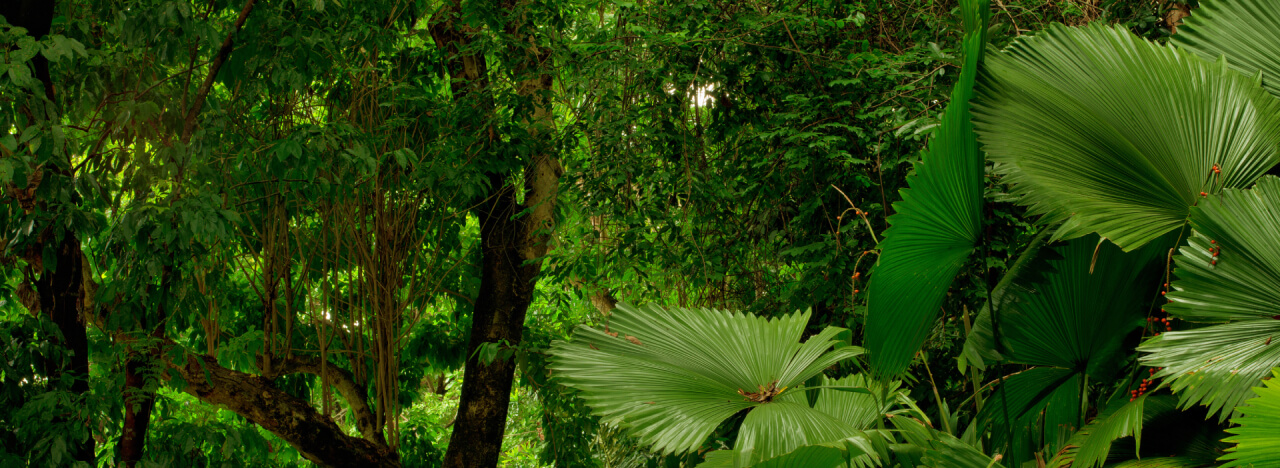 The Healing Sanctuary green forest