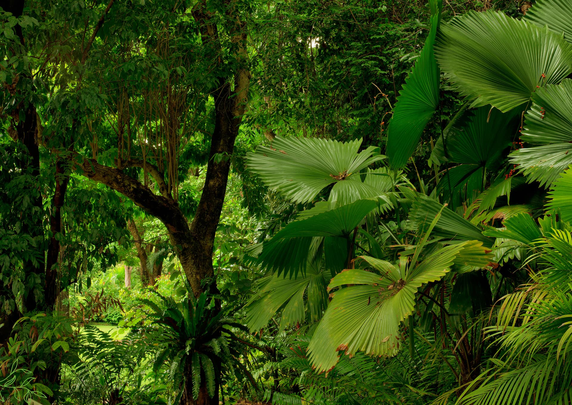 The Healing Sanctuary green forest